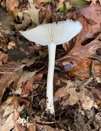 Megacollybia texensis image