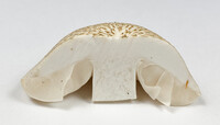 Pluteus petasatus image