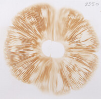 Pluteus petasatus image