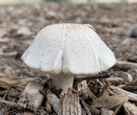 Pluteus petasatus image