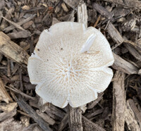 Pluteus petasatus image