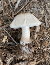 Pluteus petasatus image