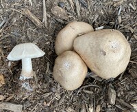 Pluteus petasatus image