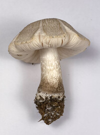 Pluteus petasatus image