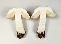 Pluteus petasatus image