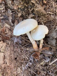 Neolentinus lepideus image