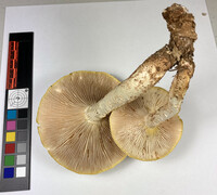 Neolentinus lepideus image
