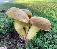 Image of Boletus luridellus