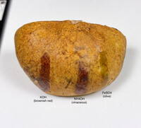 Boletus luridellus image