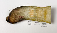 Boletus luridellus image