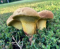 Boletus luridellus image