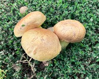 Boletus luridellus image