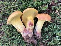 Boletus luridellus image