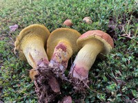 Boletus luridellus image