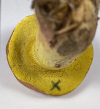 Boletus luridellus image