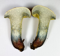 Boletus luridellus image