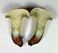 Boletus luridellus image