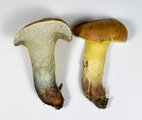 Boletus luridellus image