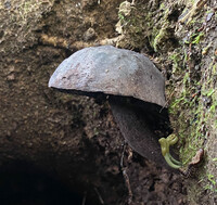 Tylopilus griseocarneus image