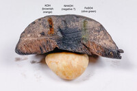 Tylopilus griseocarneus image