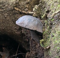 Tylopilus griseocarneus image