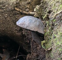 Image of Tylopilus griseocarneus