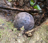 Tylopilus griseocarneus image