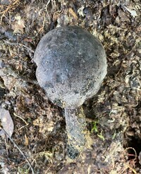 Tylopilus griseocarneus image