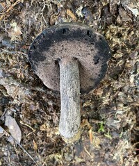 Tylopilus griseocarneus image