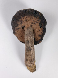 Tylopilus griseocarneus image