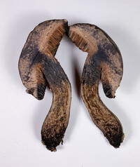 Tylopilus griseocarneus image