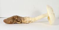 Amanita rhopalopus image