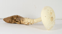 Amanita rhopalopus image