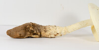 Amanita rhopalopus image