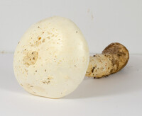 Amanita rhopalopus image