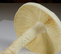 Amanita rhopalopus image