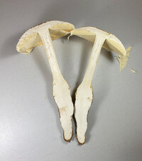 Amanita rhopalopus image