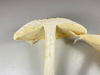 Amanita rhopalopus image