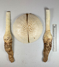 Amanita rhopalopus image