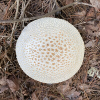 Amanita rhopalopus image