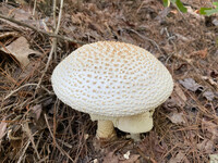 Amanita rhopalopus image