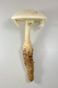 Amanita rhopalopus image