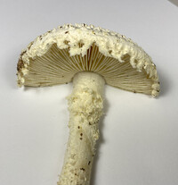 Amanita magniradix image