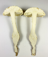 Amanita magniradix image