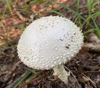 Amanita magniradix image