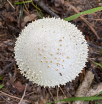 Amanita magniradix image