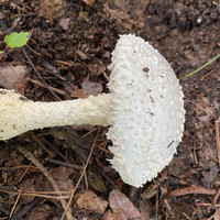 Amanita magniradix image