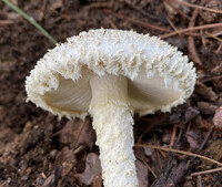 Amanita magniradix image