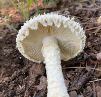 Amanita magniradix image