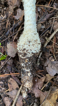 Amanita magniradix image